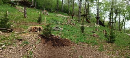 zasaditev smrekic (3)